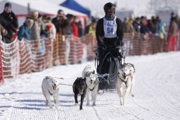 Lenk 2013